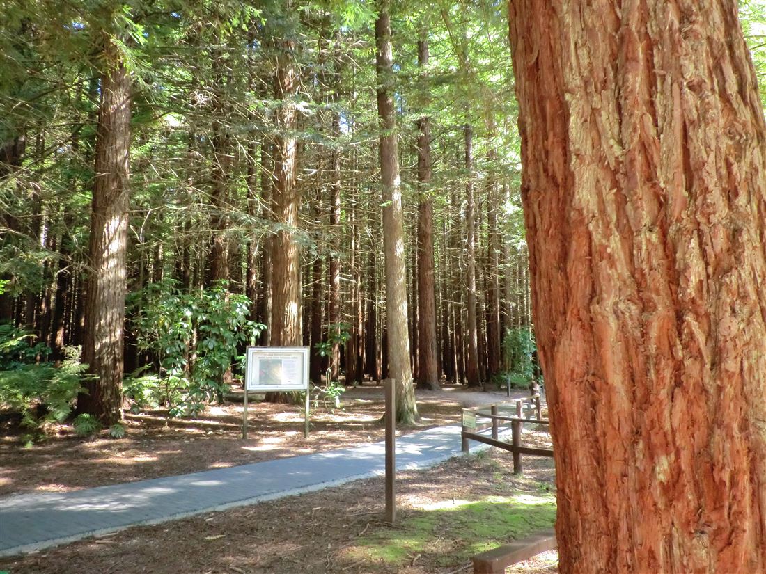 bhEbhXьiThe Redwoods Whakarewarewa Forest)bj[W[hgAόKCh