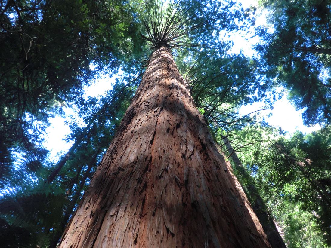 bhEbhXьiThe Redwoods Whakarewarewa Forest)bj[W[hgAόKCh